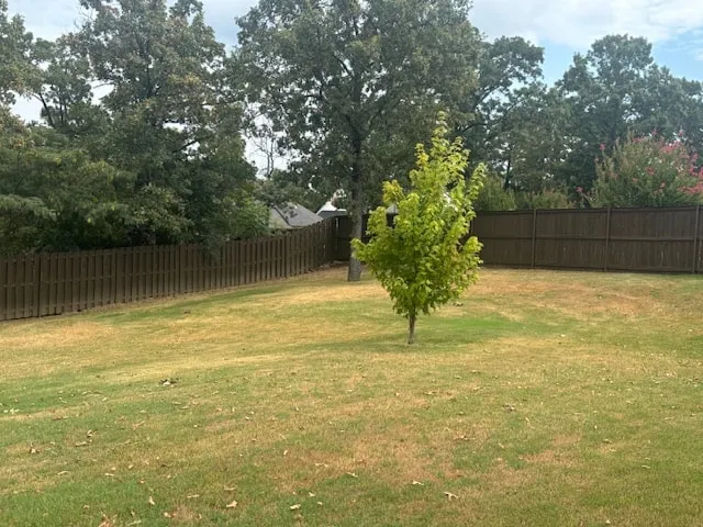 Backyard lawn with a young maple tree and a dark stained fence along the back